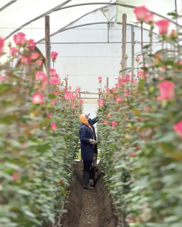 朝採れの新鮮なバラ
