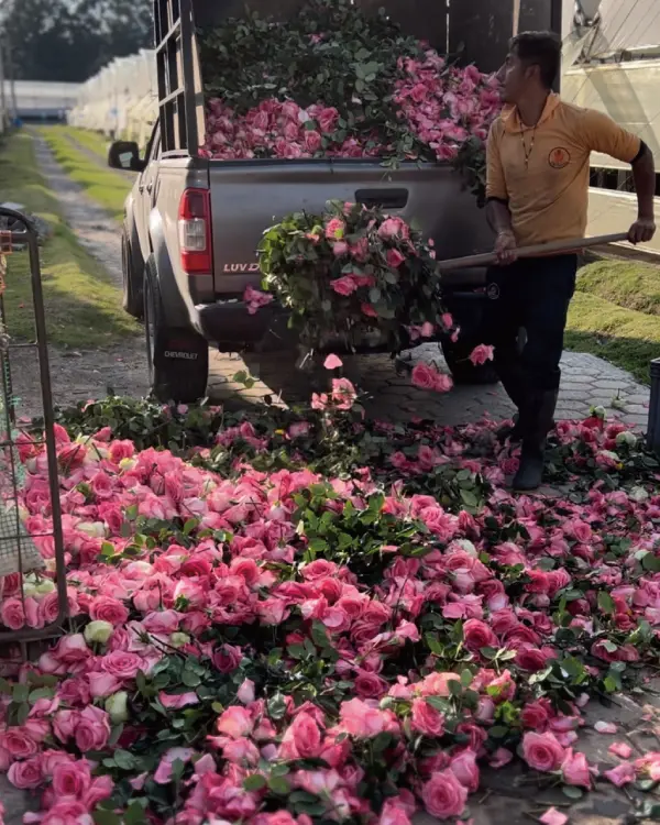 規格外のバラは全体のおよそ20%