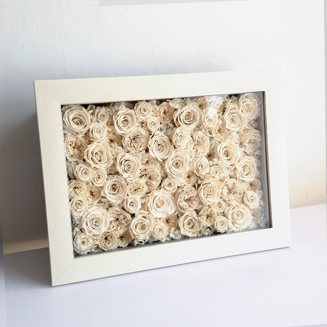 パナッシュ(52-37)/ホワイト60本