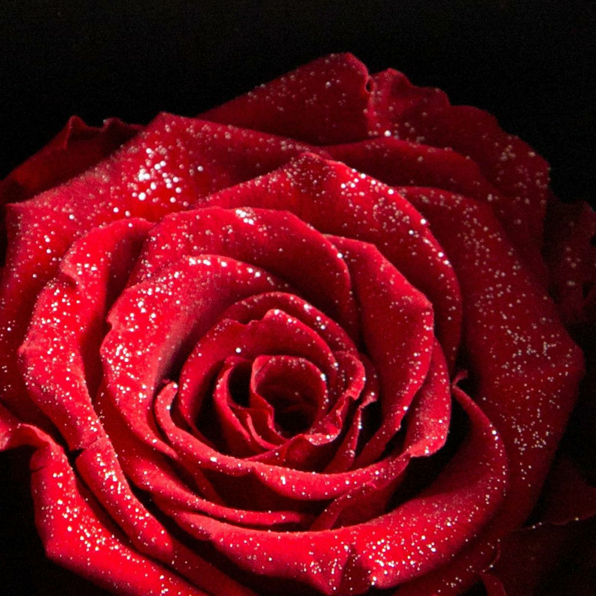 ダイヤモンドローズディズニーエディション(85)/Happy Birthday