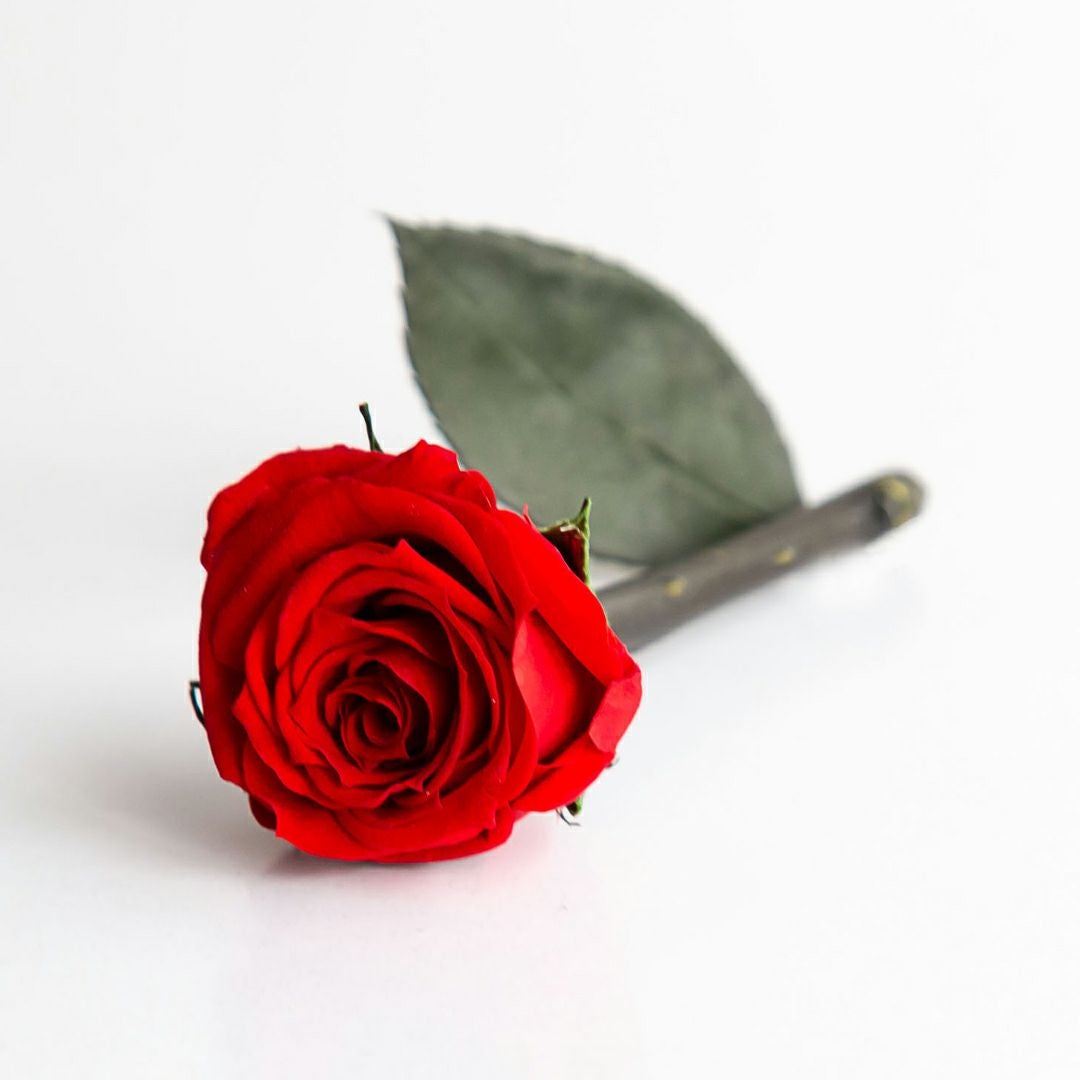 リトルベルディズニーエディション(美女と野獣) （プリザーブド