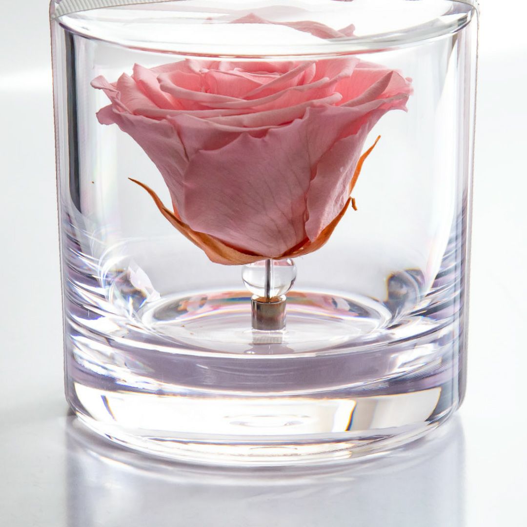 BLUMARINE 薔薇柄が美しいアンサンブル BLUE GRAVITY ROSE plant by Takunori Kimura Rosa Orientis 2020