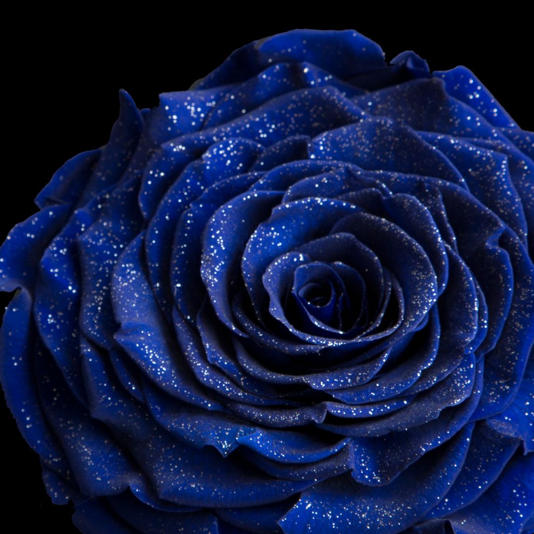 ダイヤモンドローズドゥロワー(130)/エクセレントブルー