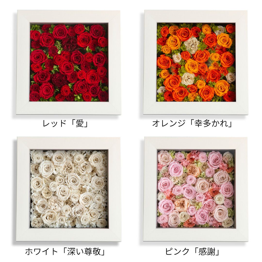 amorosa moderno パナッシュ(W37-H37) / ホワイト40本 パナッシュ(W37-H37) / レッド40本(プリザーブドフラワー) | 最高級